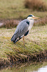 grey heron