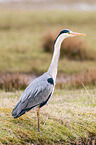 grey heron