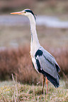 grey heron