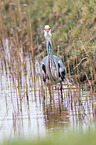 grey heron
