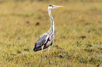 grey heron