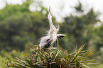 grey heron