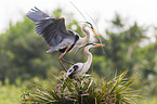 grey heron