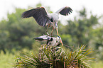 grey heron