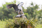 grey heron