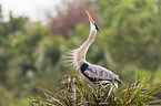 grey heron