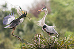 grey heron