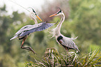 grey heron