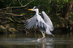 grey heron