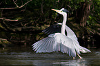 grey heron