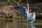 grey heron