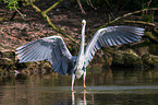 grey heron