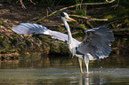 grey heron
