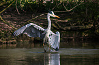 grey heron