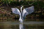grey heron
