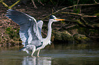 grey heron