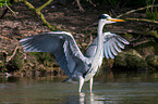 grey heron
