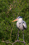 grey heron