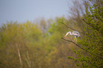 grey heron