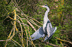 grey heron