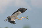 grey heron
