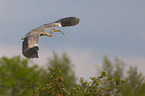 grey heron