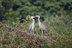 2 grey heron