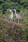 2 grey heron
