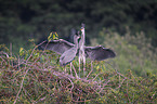 2 grey heron