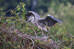 2 grey heron