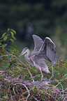2 grey heron