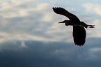 grey heron