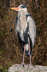 grey heron