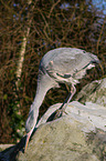 grey heron