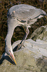 grey heron