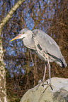 grey heron