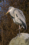 grey heron