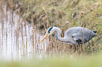 grey heron