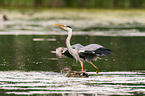grey heron