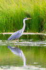 grey heron