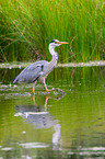 grey heron