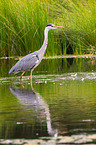 grey heron