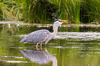 grey heron
