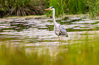 grey heron