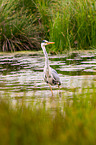 grey heron