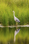 grey heron