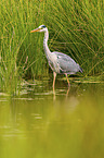 grey heron