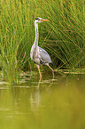 grey heron