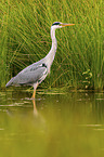 grey heron