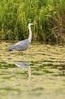 grey heron